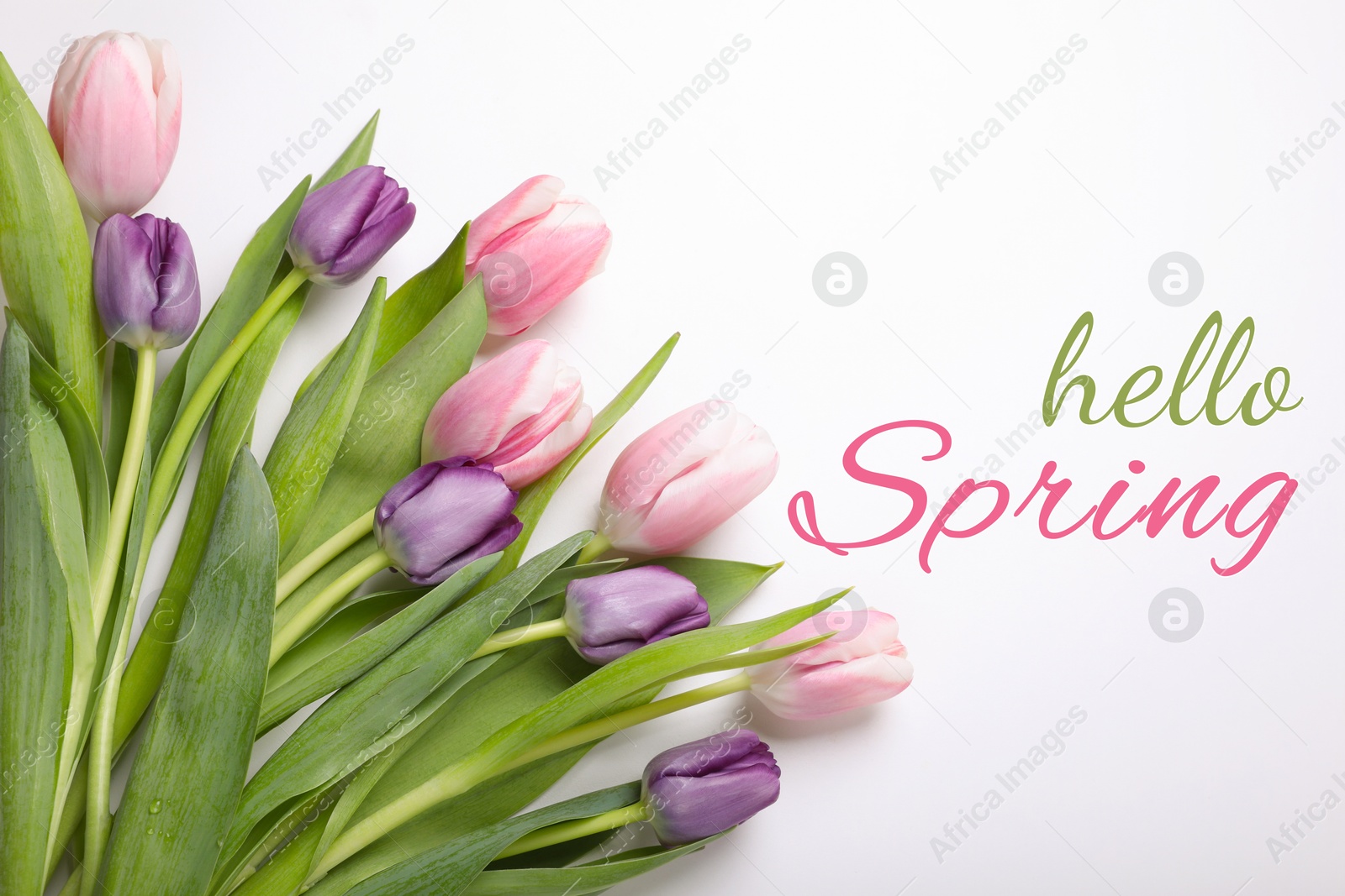 Image of Hello Spring. Beautiful tulips on white background, top view