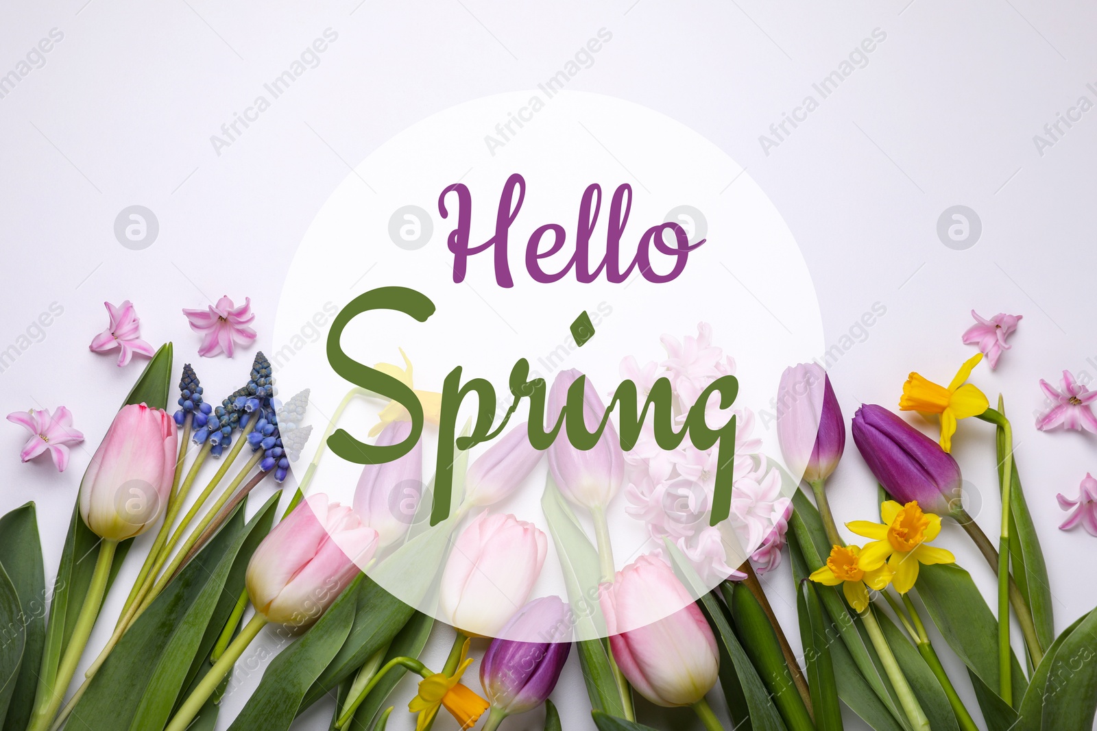 Image of Hello Spring. Beautiful flowers on white background, top view