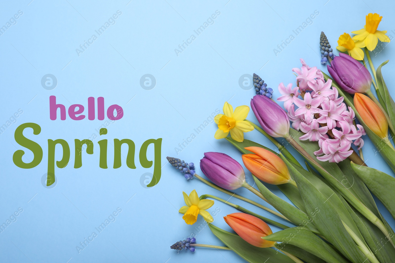 Image of Hello Spring. Beautiful flowers on pastel blue background, top view