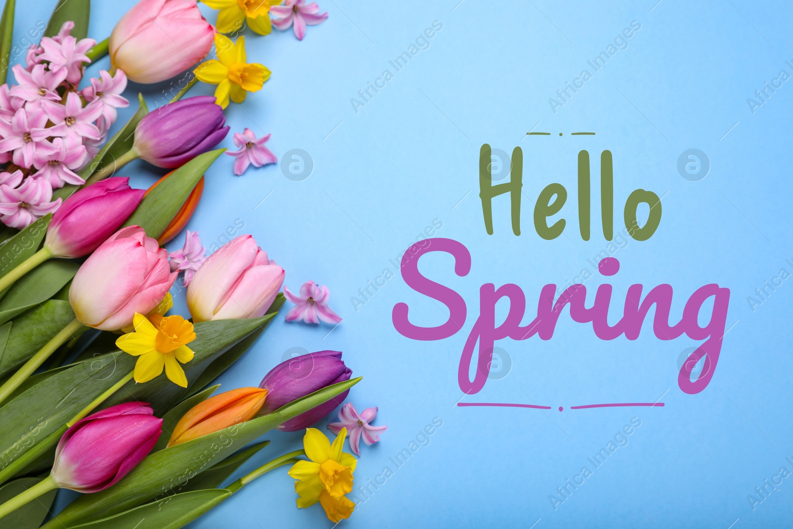 Image of Hello Spring. Beautiful flowers on pastel blue background, top view