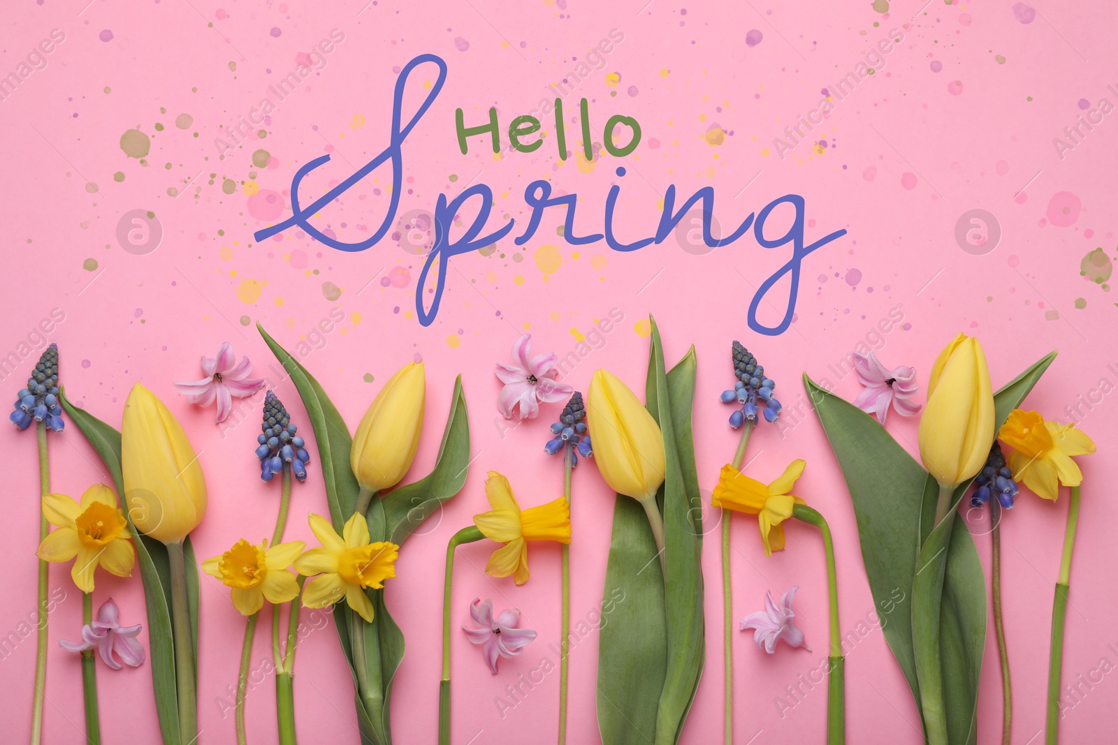 Image of Hello Spring. Beautiful flowers on pink background, top view