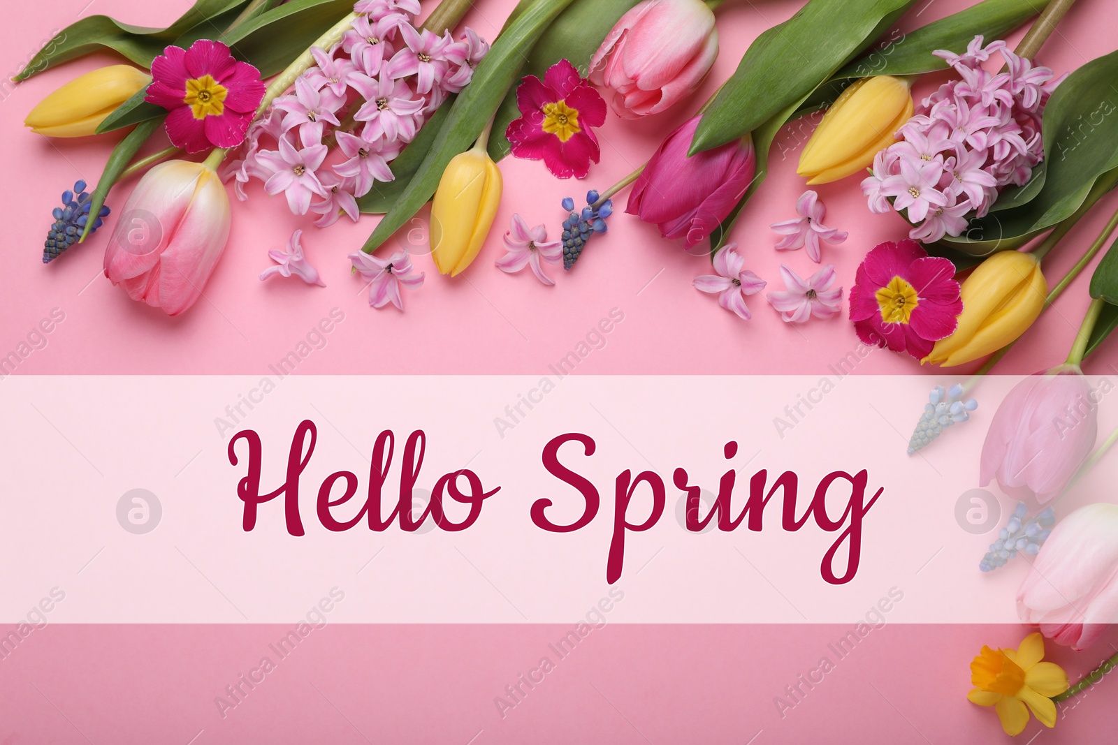 Image of Hello Spring. Beautiful flowers on pink background, top view