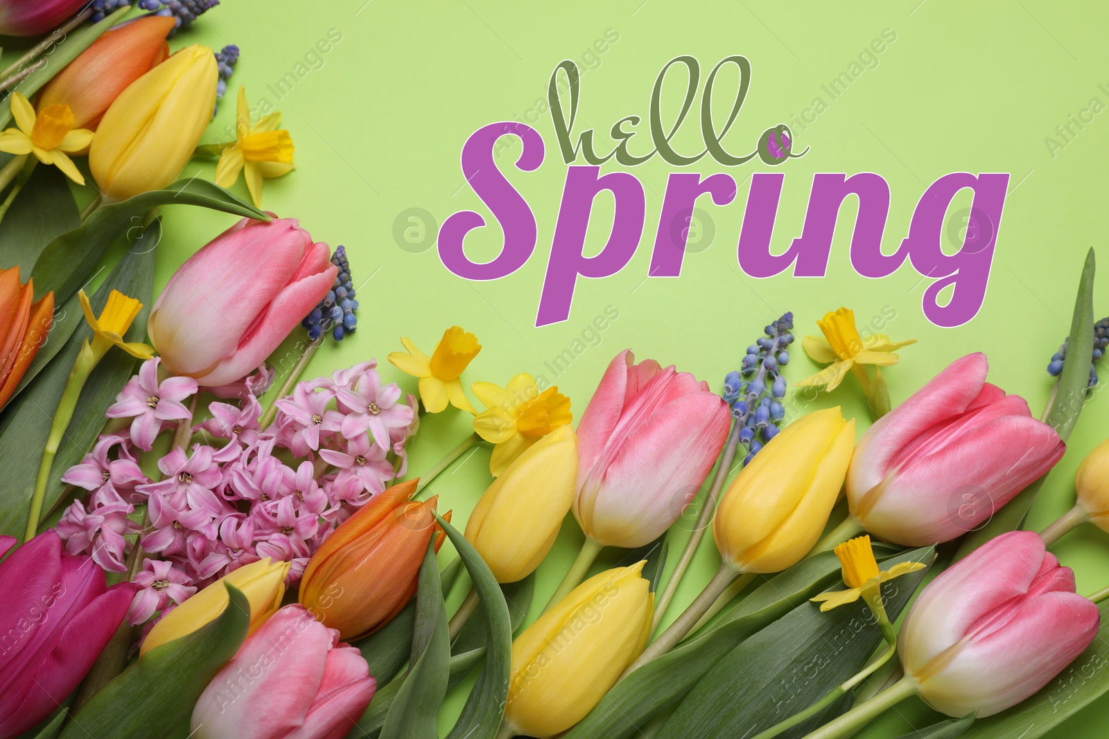 Image of Hello Spring. Beautiful flowers on pastel green background, top view