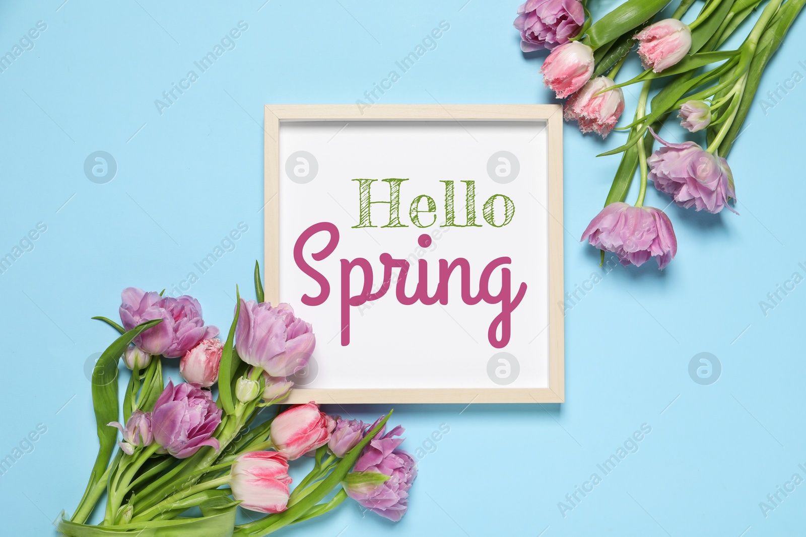 Image of Hello Spring card in frame and beautiful tulips on pastel blue background, flat lay