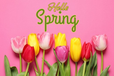 Image of Hello Spring. Beautiful tulips on pink background, top view