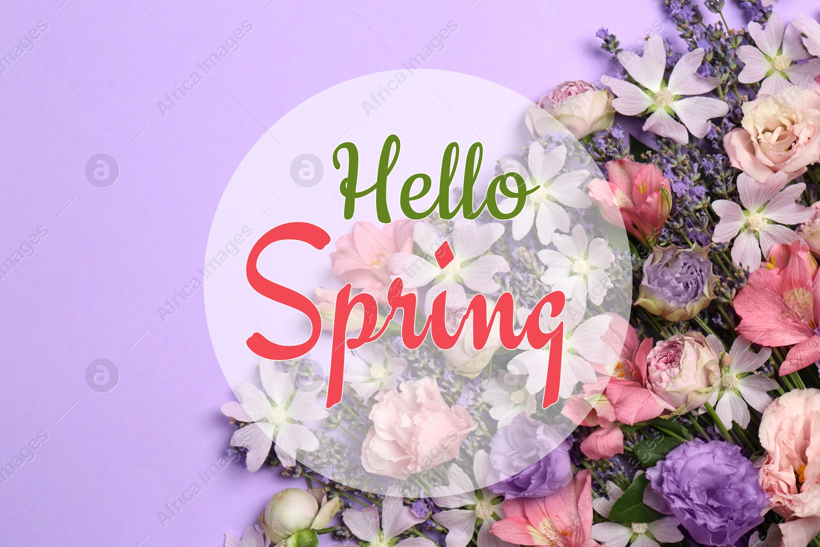 Image of Hello Spring. Bouquet of beautiful flowers on pastel violet background, top view