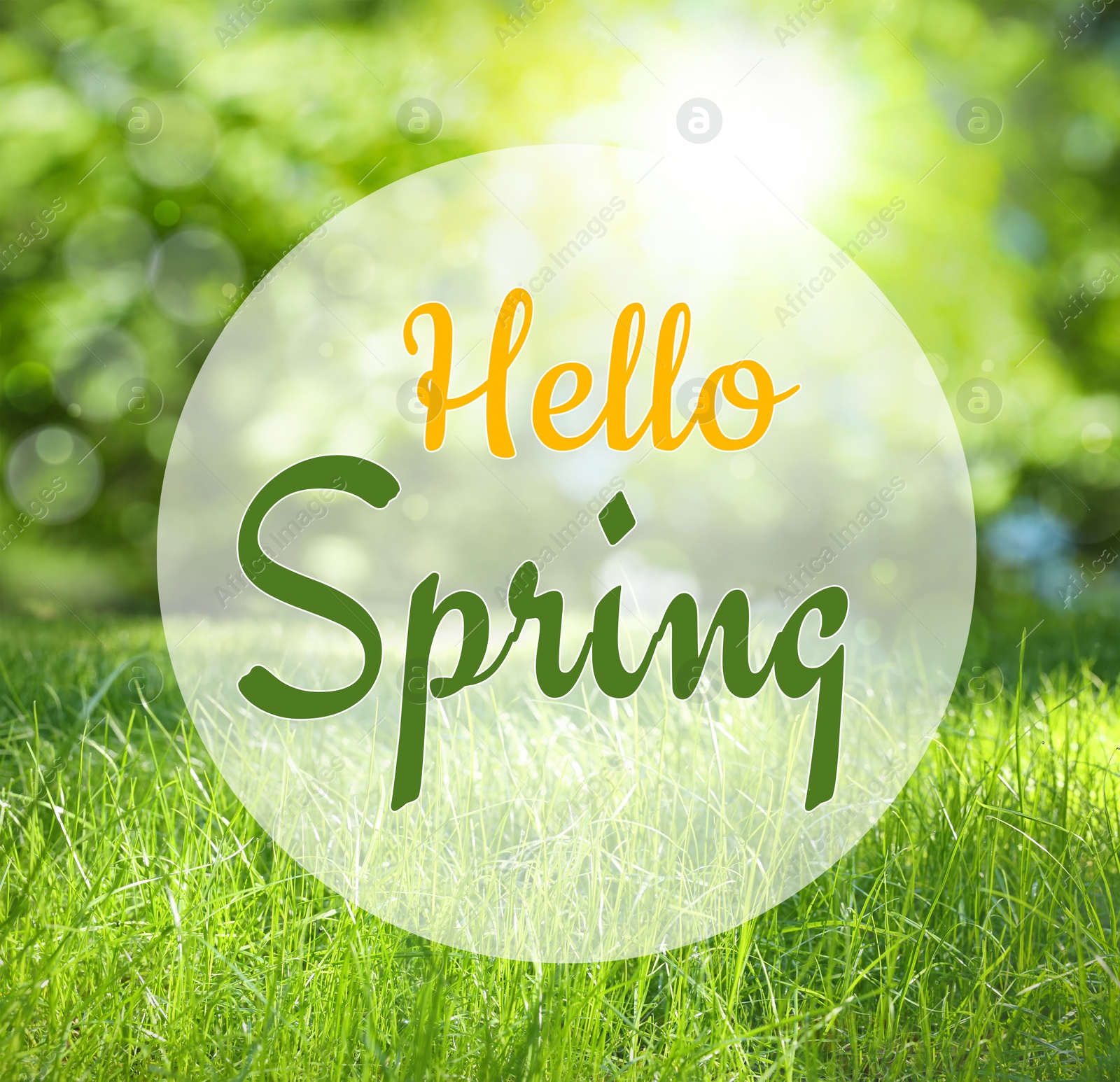 Image of Hello Spring. Vibrant lush green grass on sunny day, bokeh effect