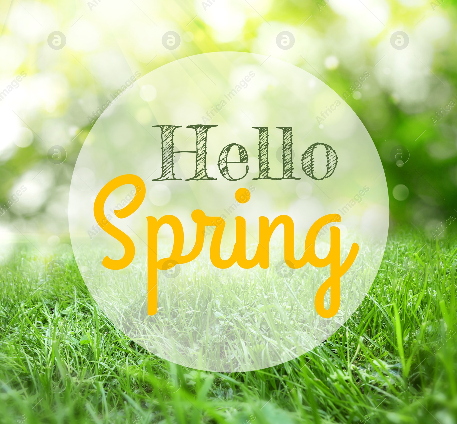 Image of Hello Spring. Vibrant lush green grass on sunny day, bokeh effect