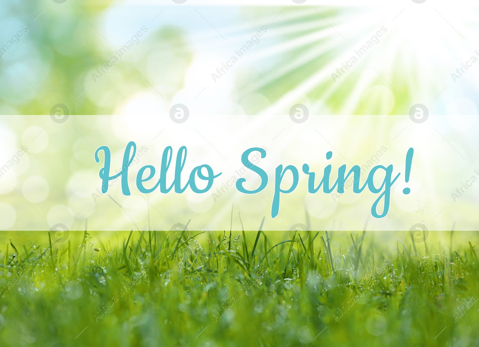 Image of Hello Spring. Vibrant lush green grass on sunny day, bokeh effect