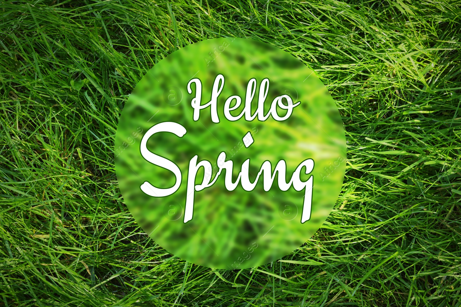 Image of Hello Spring. Vibrant lush green grass, top view