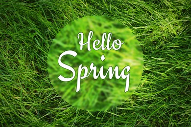 Image of Hello Spring. Vibrant lush green grass, top view