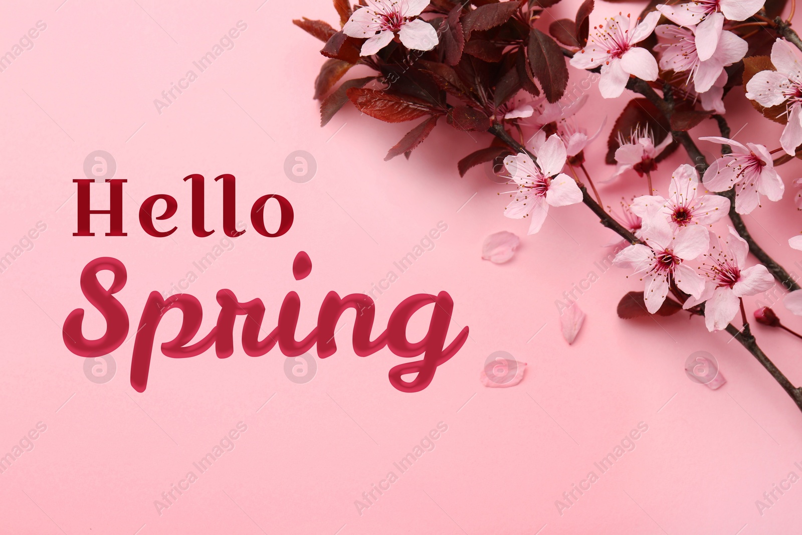 Image of Hello Spring. Tree branch with beautiful blossoms on pink background