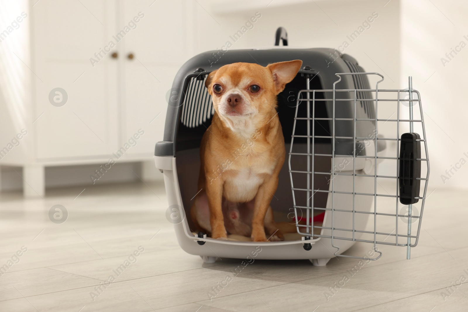 Photo of Adorable dog in pet carrier on floor indoors