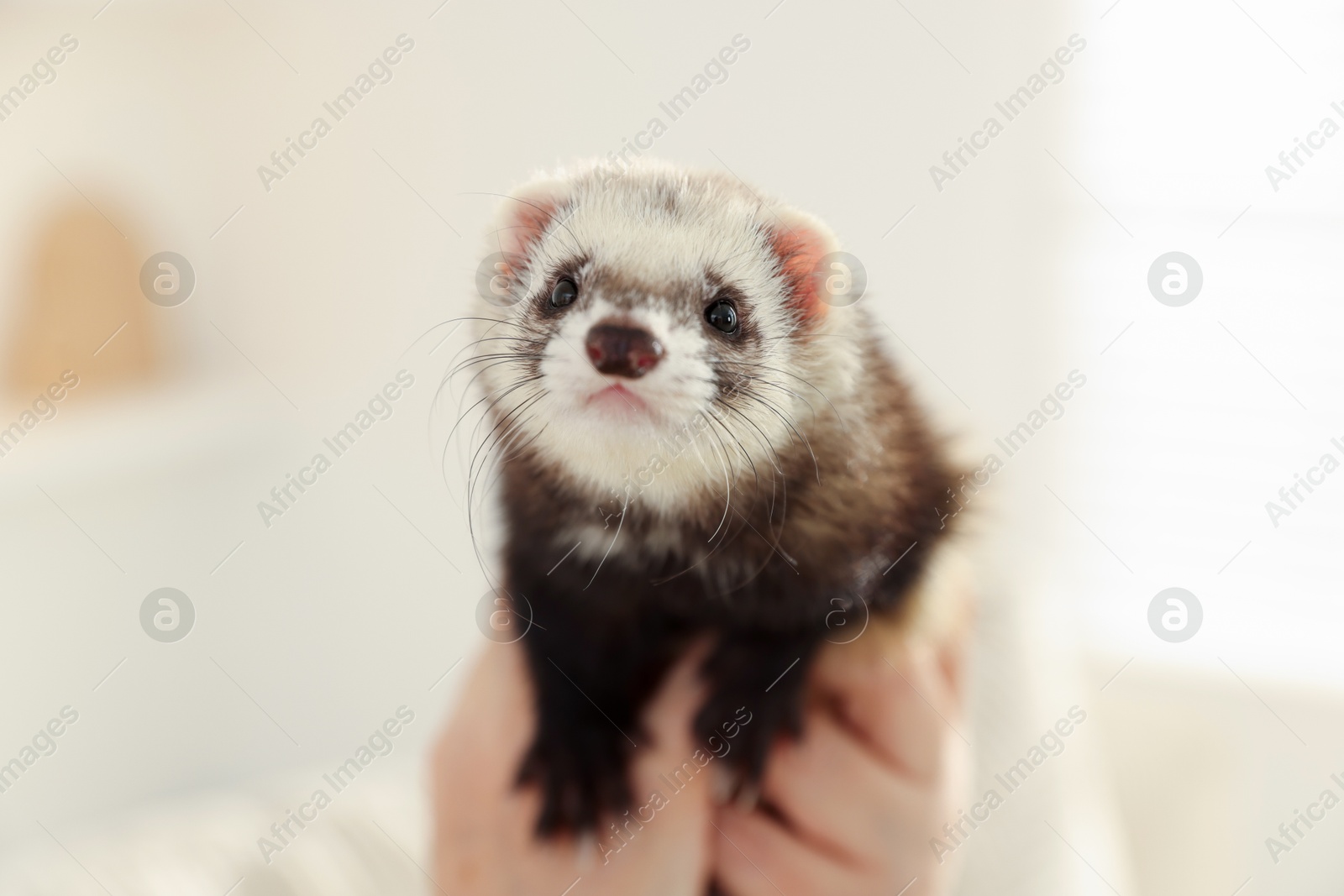 Cute ferret on blurred background. Domestic pet Photo of Cute ferret on blurred background. Domestic pet