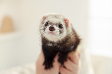 Photo of Cute ferret on blurred background. Domestic pet