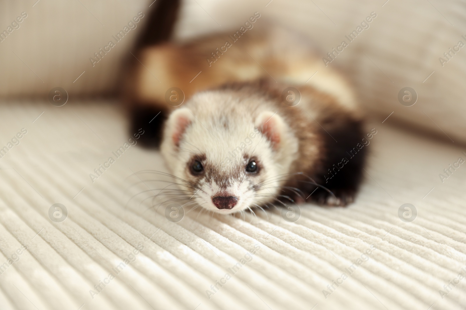 Cute ferret lying on sofa, closeup. Domestic pet Photo of Cute ferret lying on sofa, closeup. Domestic pet