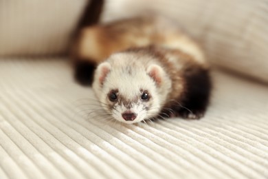 Photo of Cute ferret lying on sofa, closeup. Domestic pet