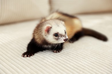 Photo of Cute ferret lying on sofa. Domestic pet