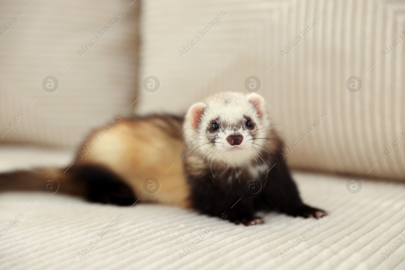Cute ferret lying on sofa. Domestic pet Photo of Cute ferret lying on sofa. Domestic pet