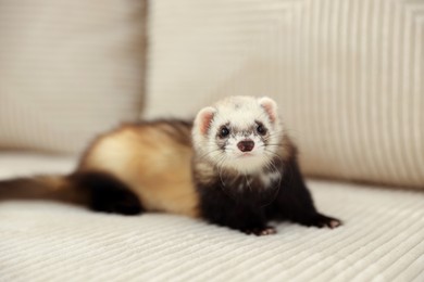 Photo of Cute ferret lying on sofa. Domestic pet