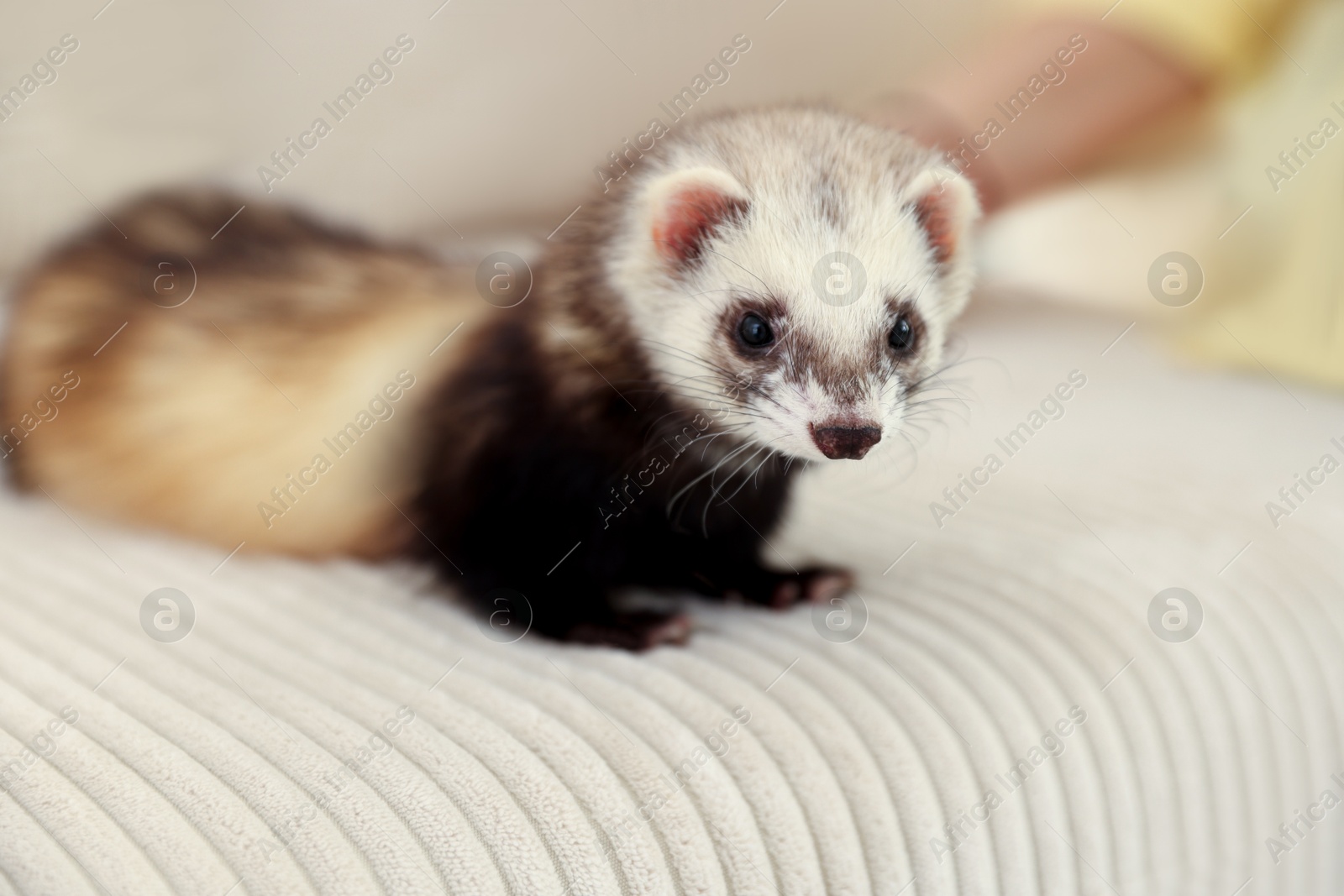Cute ferret lying on sofa. Domestic pet Photo of Cute ferret lying on sofa. Domestic pet