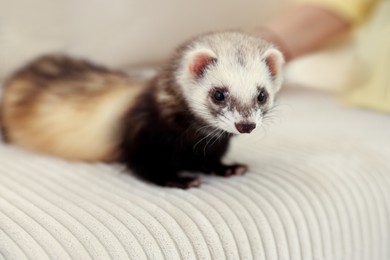 Photo of Cute ferret lying on sofa. Domestic pet