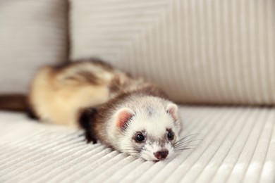 Photo of Cute ferret lying on sofa. Domestic pet