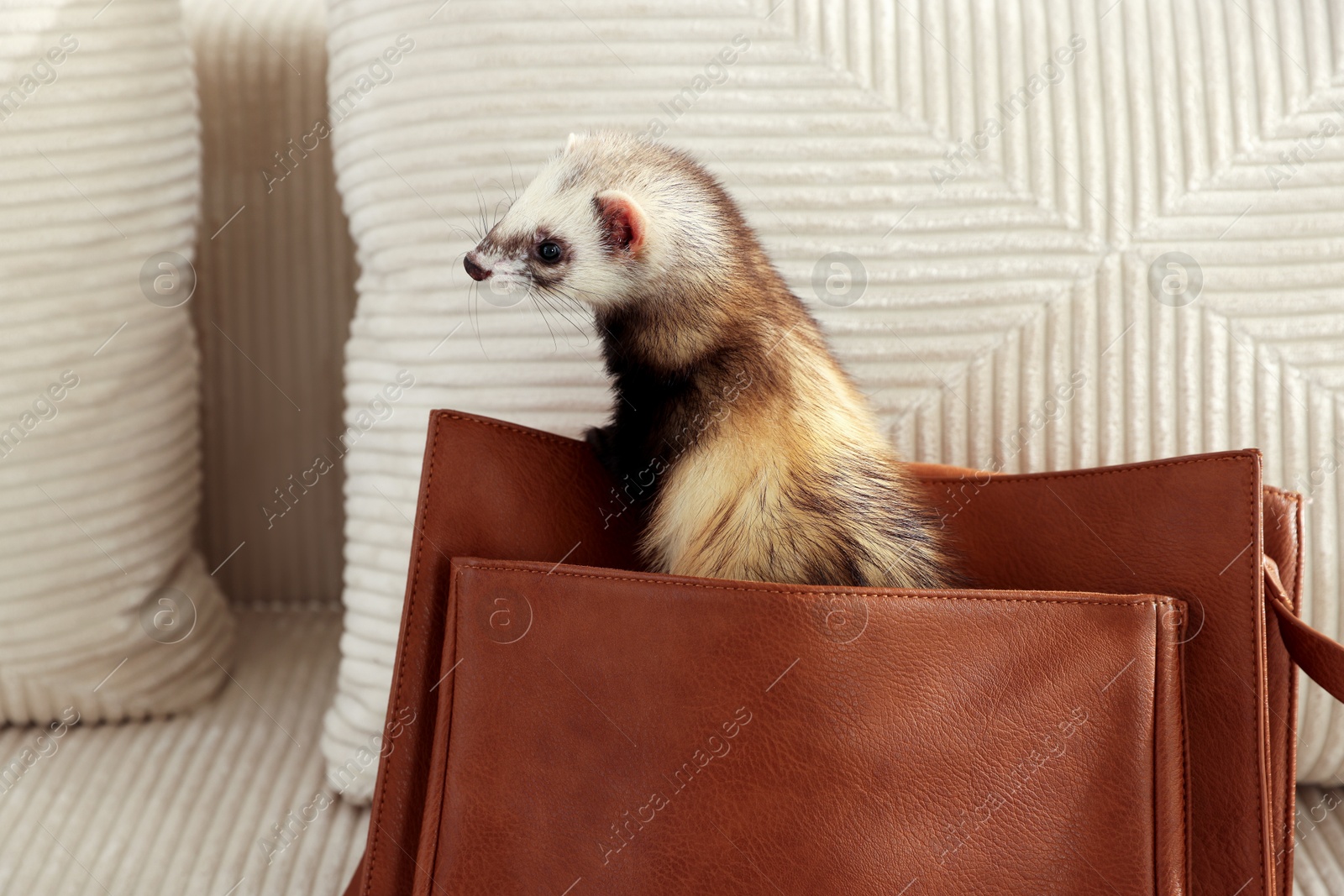 Cute ferret peeking out of bag on sofa. Domestic pet Photo of Cute ferret peeking out of bag on sofa. Domestic pet