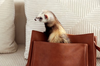 Photo of Cute ferret peeking out of bag on sofa. Domestic pet