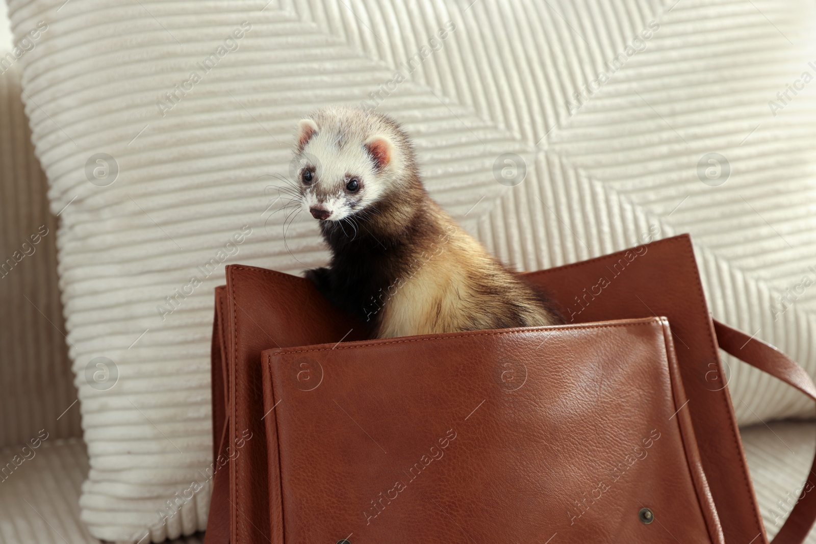 Cute ferret peeking out of bag on sofa. Domestic pet Photo of Cute ferret peeking out of bag on sofa. Domestic pet