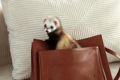 Photo of Cute ferret peeking out of bag on sofa. Domestic pet