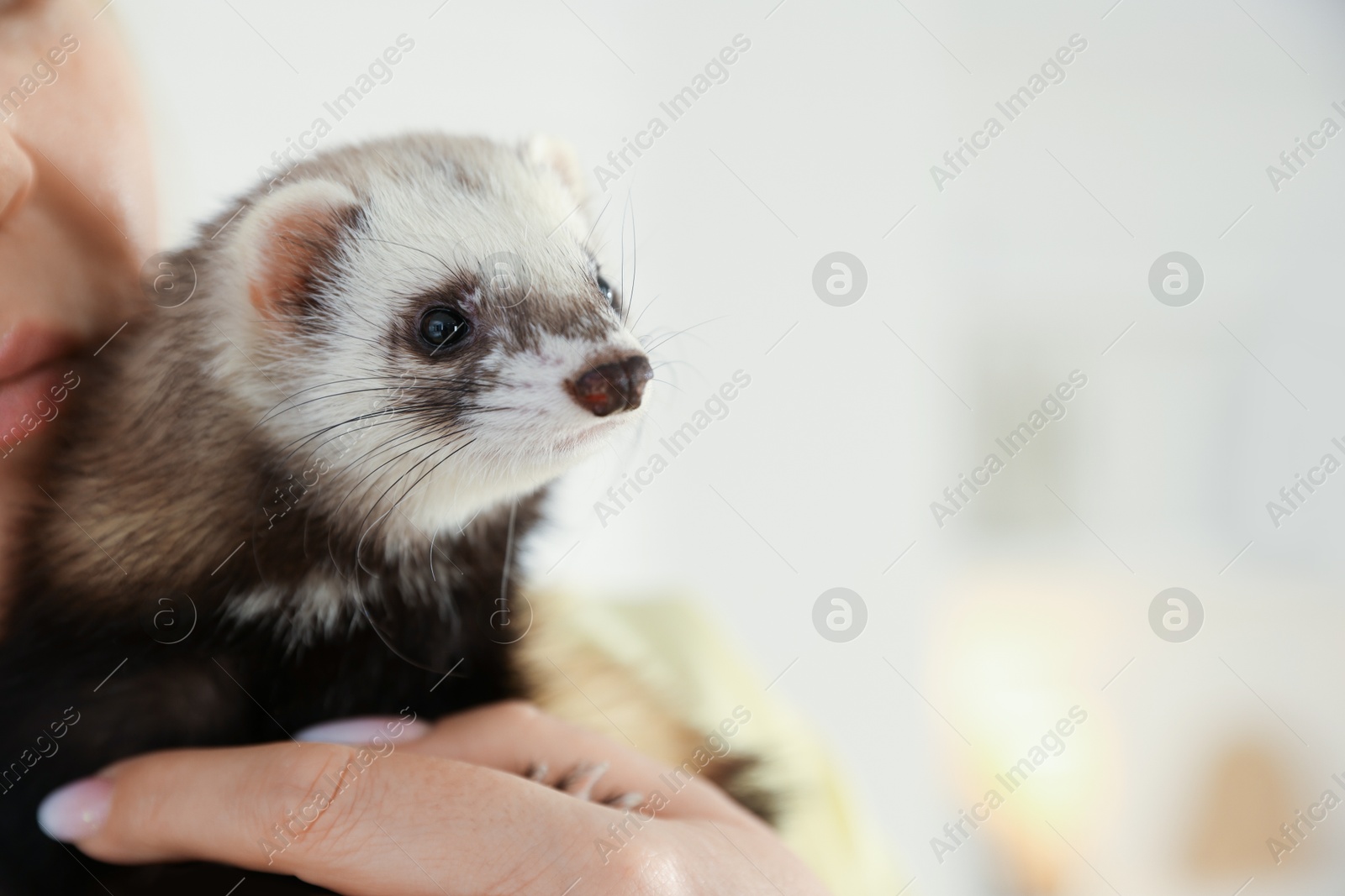 Woman with cute ferret on blurred background, closeup. Space for text Photo of Woman with cute ferret on blurred background, closeup. Space for text