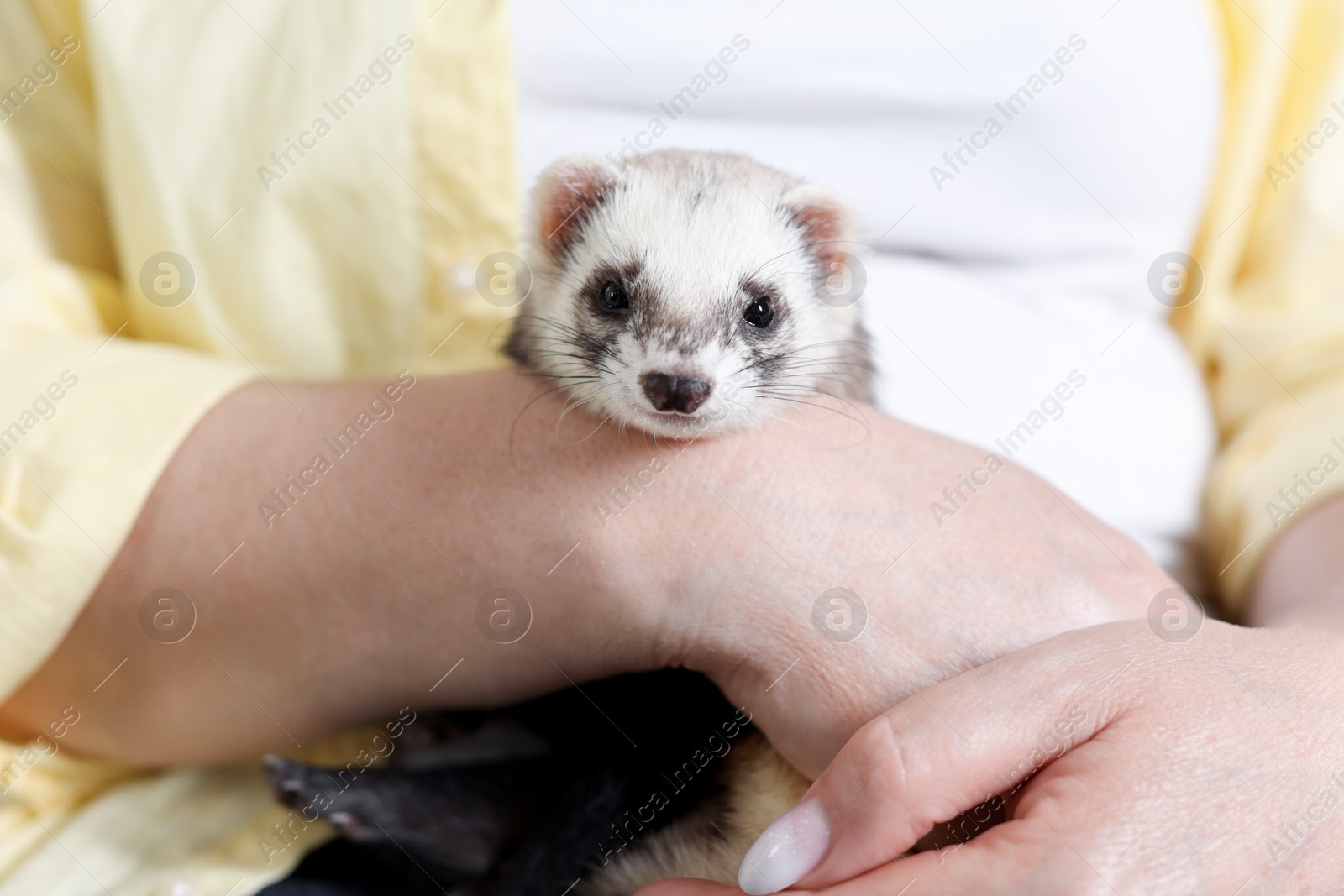 Woman with cute ferret, closeup. Domestic pet Photo of Woman with cute ferret, closeup. Domestic pet