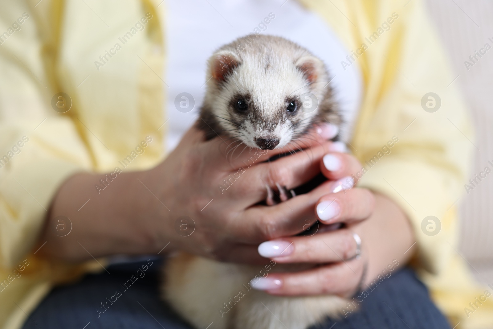 Woman with cute ferret, closeup. Domestic pet Photo of Woman with cute ferret, closeup. Domestic pet