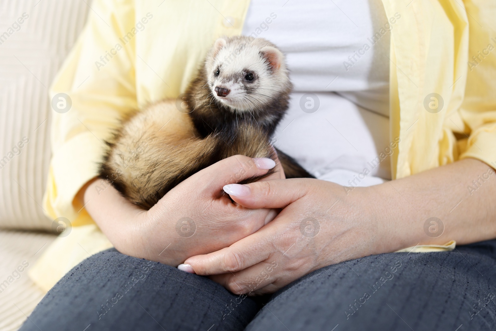 Woman with cute ferret on sofa, closeup Photo of Woman with cute ferret on sofa, closeup