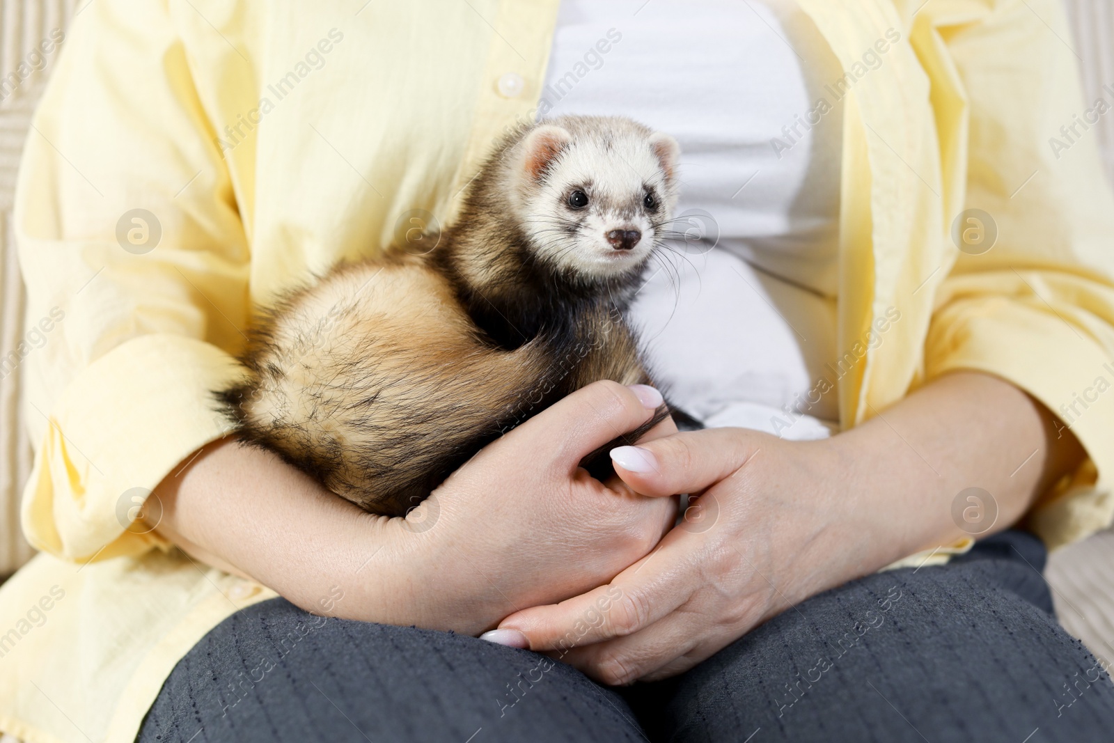 Woman with cute ferret, closeup. Domestic pet Photo of Woman with cute ferret, closeup. Domestic pet