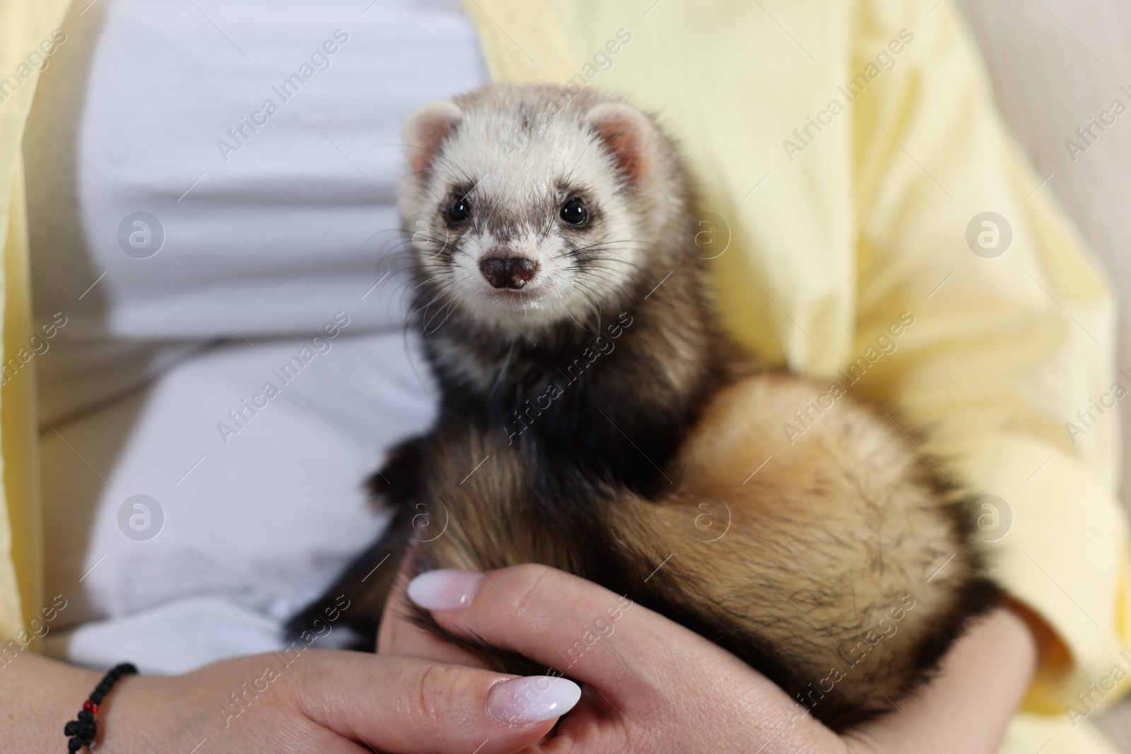 Woman with cute ferret, closeup. Domestic pet Photo of Woman with cute ferret, closeup. Domestic pet