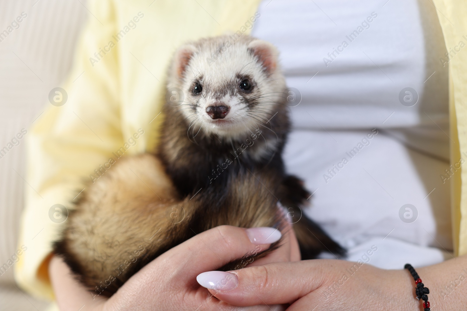 Woman with cute ferret, closeup. Domestic pet Photo of Woman with cute ferret, closeup. Domestic pet