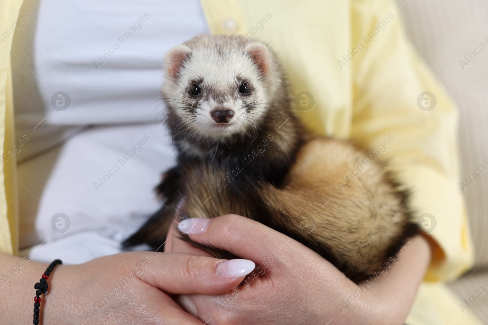 Woman with cute ferret, closeup. Domestic pet Photo of Woman with cute ferret, closeup. Domestic pet