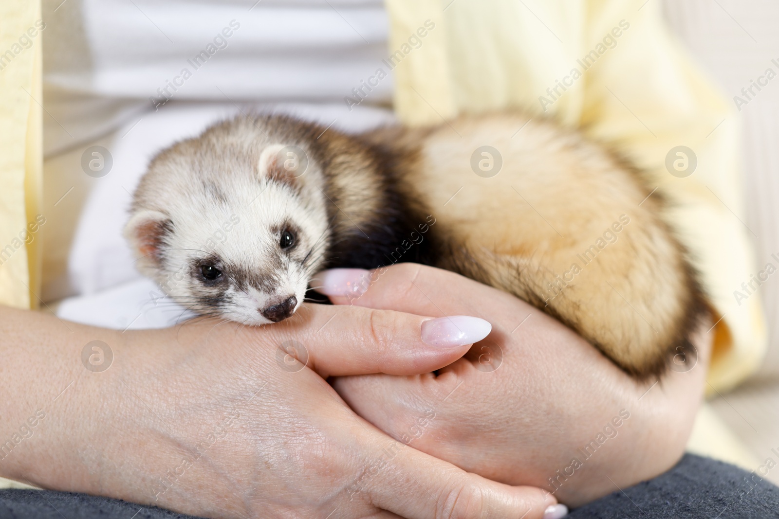 Woman with cute ferret, closeup. Domestic pet Photo of Woman with cute ferret, closeup. Domestic pet