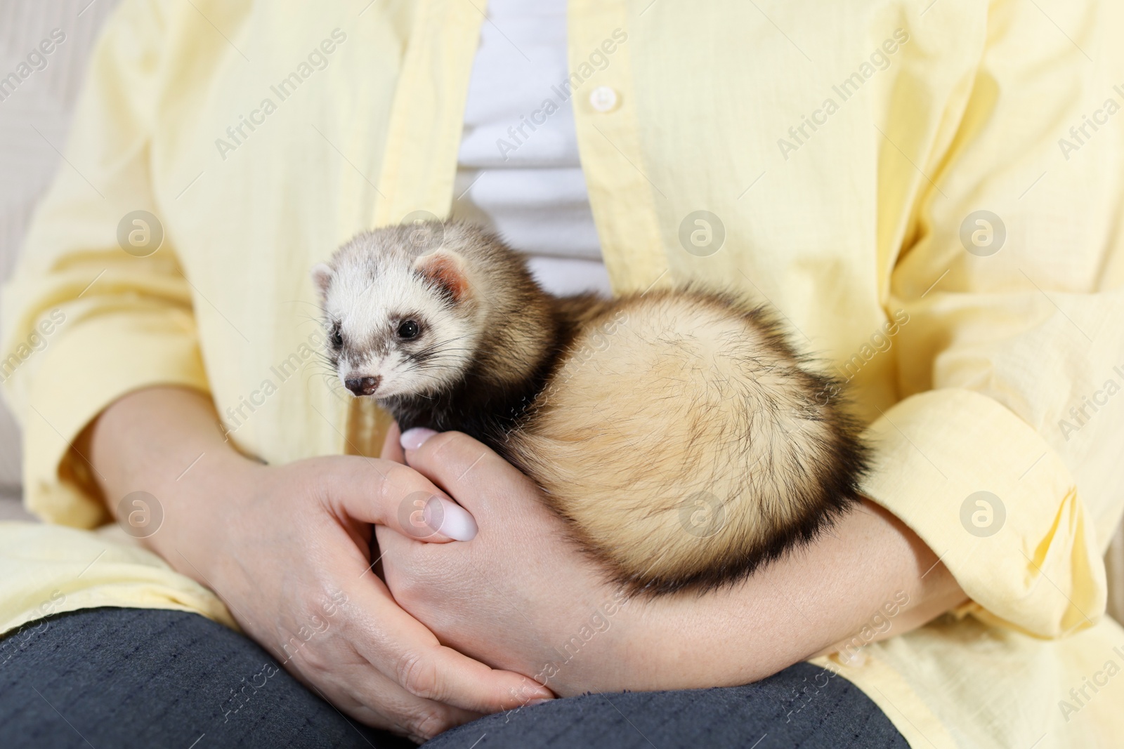 Woman with cute ferret, closeup. Domestic pet Photo of Woman with cute ferret, closeup. Domestic pet