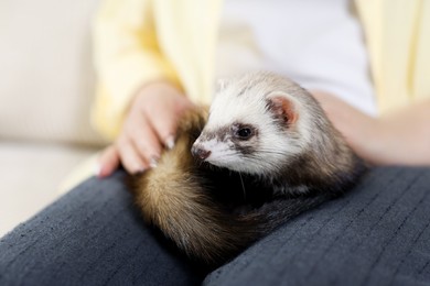 Photo of Woman with cute ferret on sofa, closeup