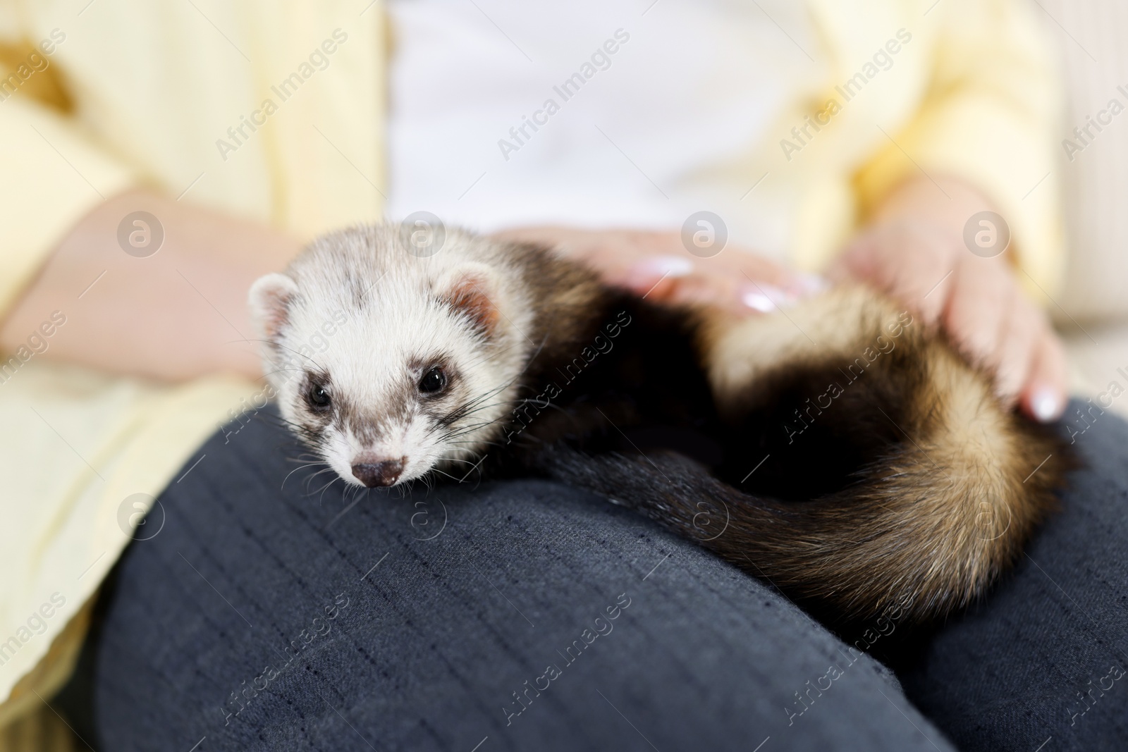 Woman with cute ferret, closeup. Domestic pet Photo of Woman with cute ferret, closeup. Domestic pet