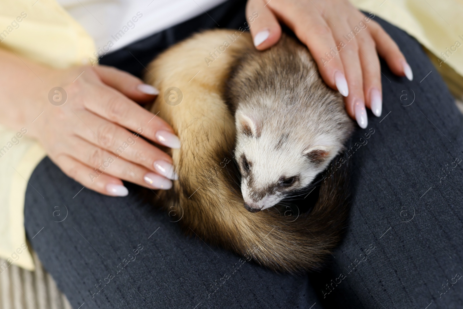 Woman with cute ferret on sofa, closeup Photo of Woman with cute ferret on sofa, closeup