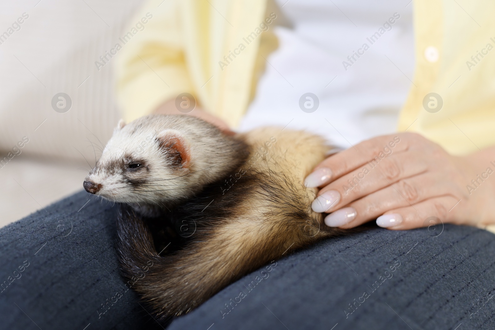 Woman with cute ferret on sofa, closeup Photo of Woman with cute ferret on sofa, closeup