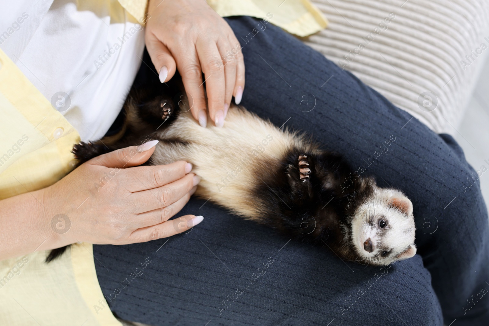 Woman with cute ferret on sofa, above view Photo of Woman with cute ferret on sofa, above view
