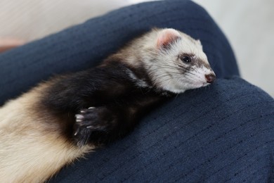 Photo of Cute ferret resting on owner's knees, closeup