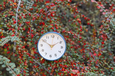 Photo of Autumn time. Alarm clock on cotoneaster bush outdoors, closeup