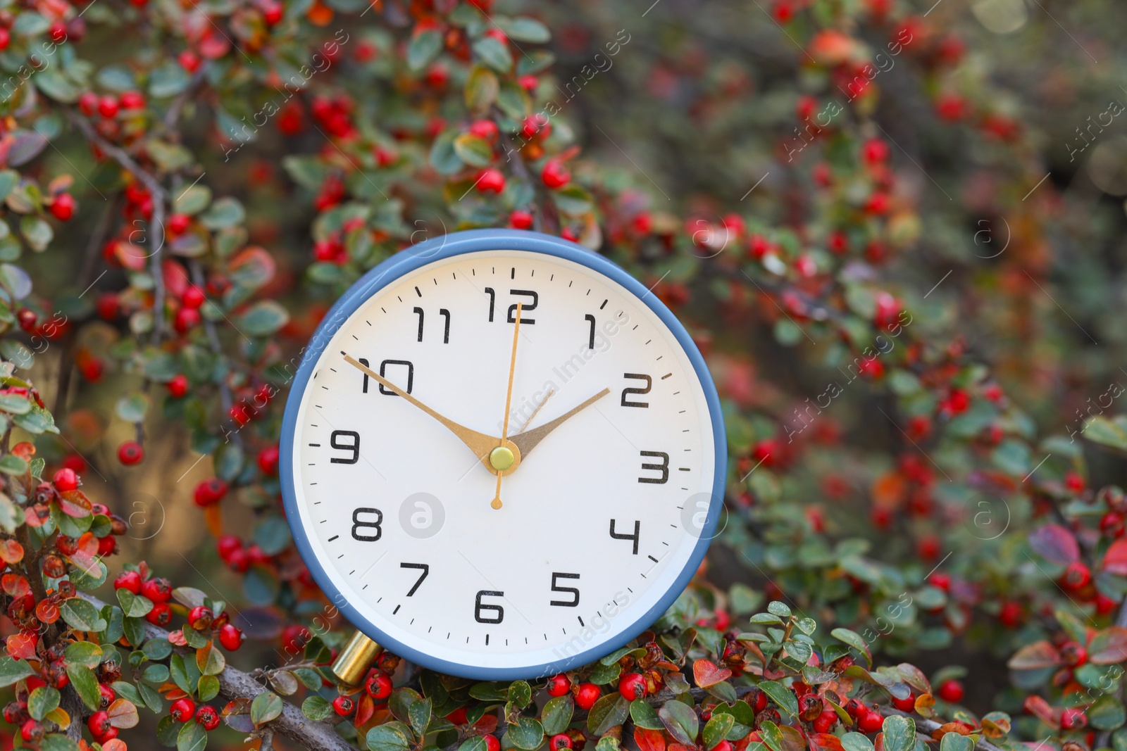 Photo of Autumn time. Alarm clock on cotoneaster bush outdoors, closeup