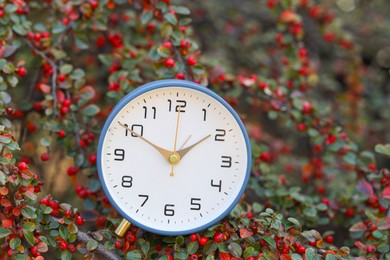 Photo of Autumn time. Alarm clock on cotoneaster bush outdoors, closeup